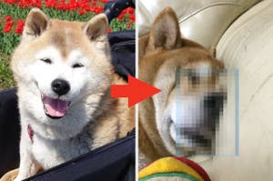 元気そうな柴犬がカメラに向かって笑っている。右側の写真はぼかされていて内容が分かりません。