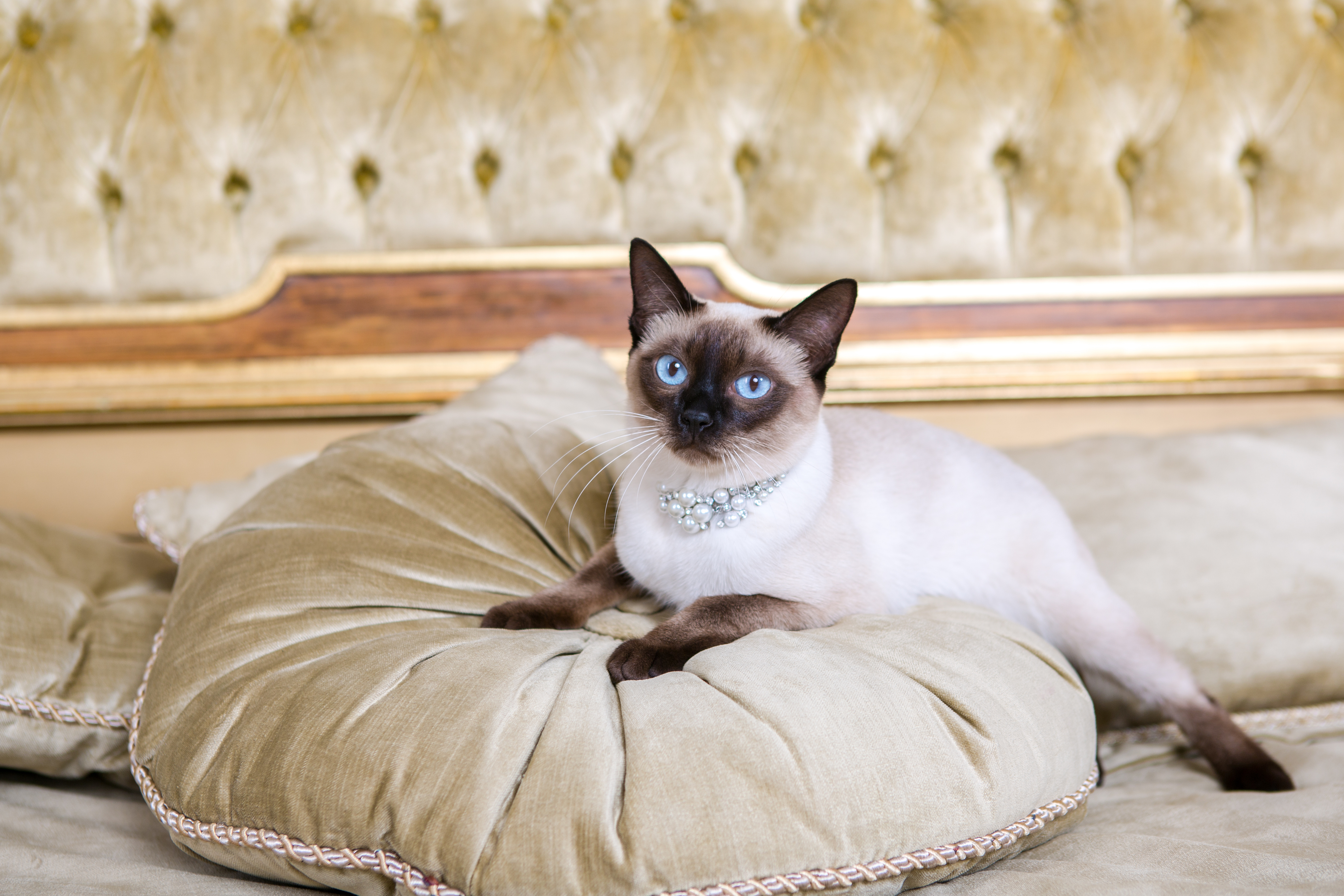A Siamese cat wearing a pearl collar lies on a cushion with a gold-framed couch in the background