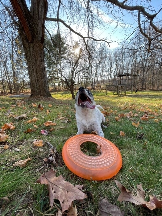 Dog with frisbee in a park with scattered leaves and trees