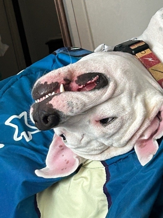 A white dog with a relaxed expression lying on a pillow, mouth slightly open