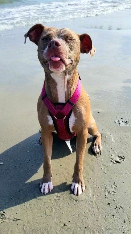 Dog with a pink harness sitting on the beach, tongue out, eyes closed, appearing content