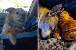 Two images: Left shows a small dog with a harness in a car, right shows a dog asleep with a stuffed animal