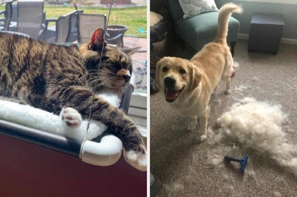 Cat lounging on a windowsill next to a dog amidst shredded pillow fluff, suggesting pet-proof home items for shoppers