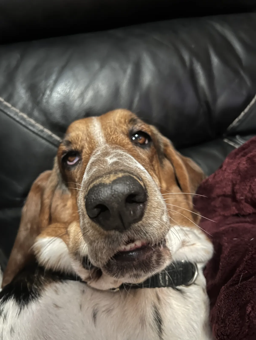 Close-up of a Basset Hound lying down with a soft focus on the background