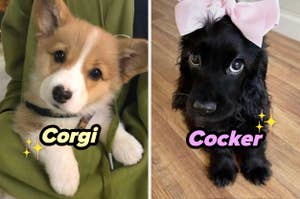 Cachorro de raza Corgi y otro de Cocker, cada uno mirando a la cámara con texto de sus razas