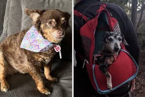 Two images of dogs; one wearing a floral bandana sitting indoors, and another in a pet backpack for travel