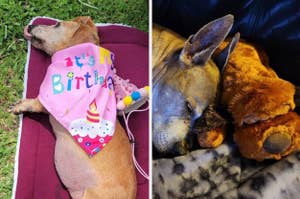 A dog wearing a "It's My Birthday" bandana and a dog cuddling with a teddy bear
