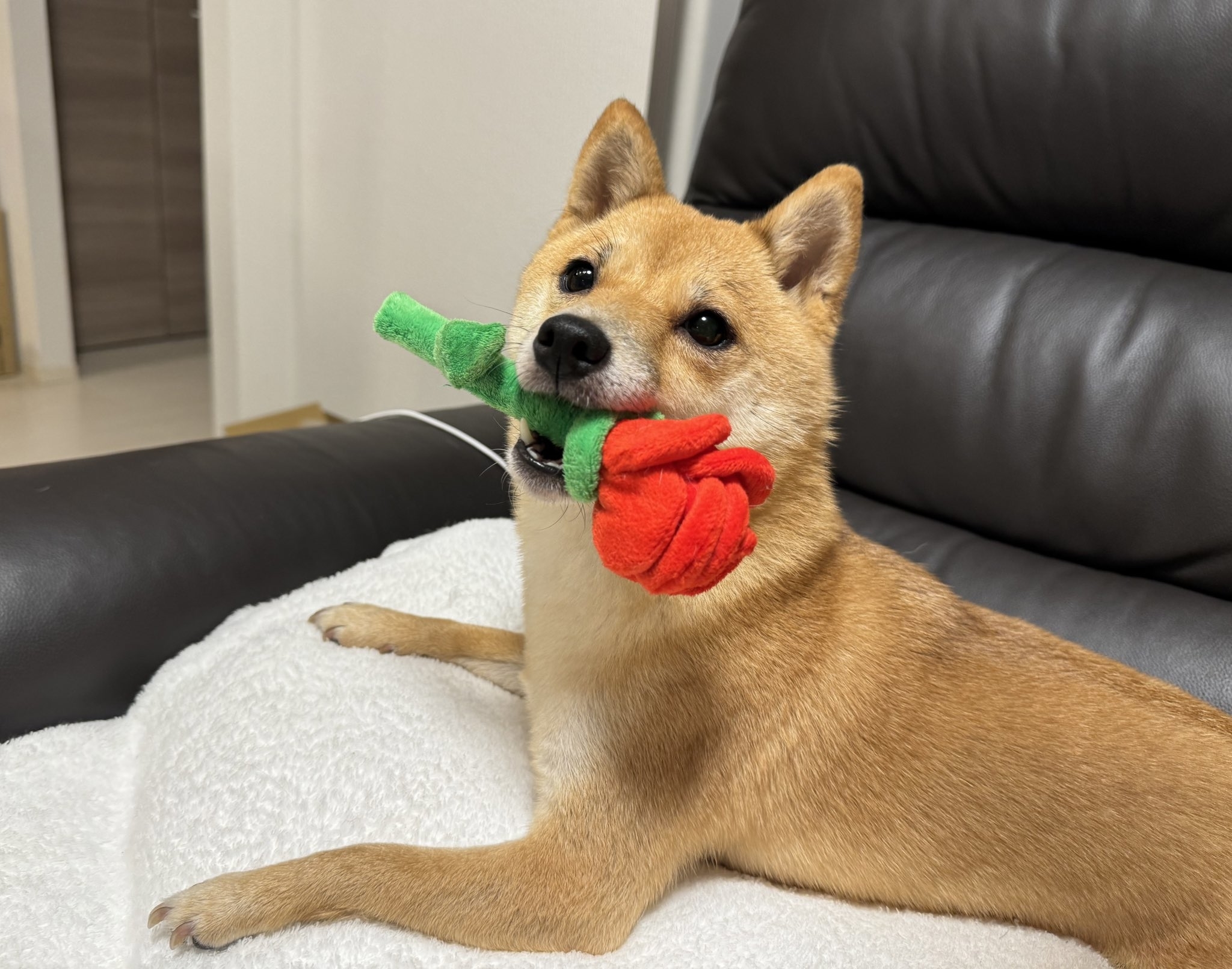 柴犬がおもちゃをくわえてカメラを見ています。