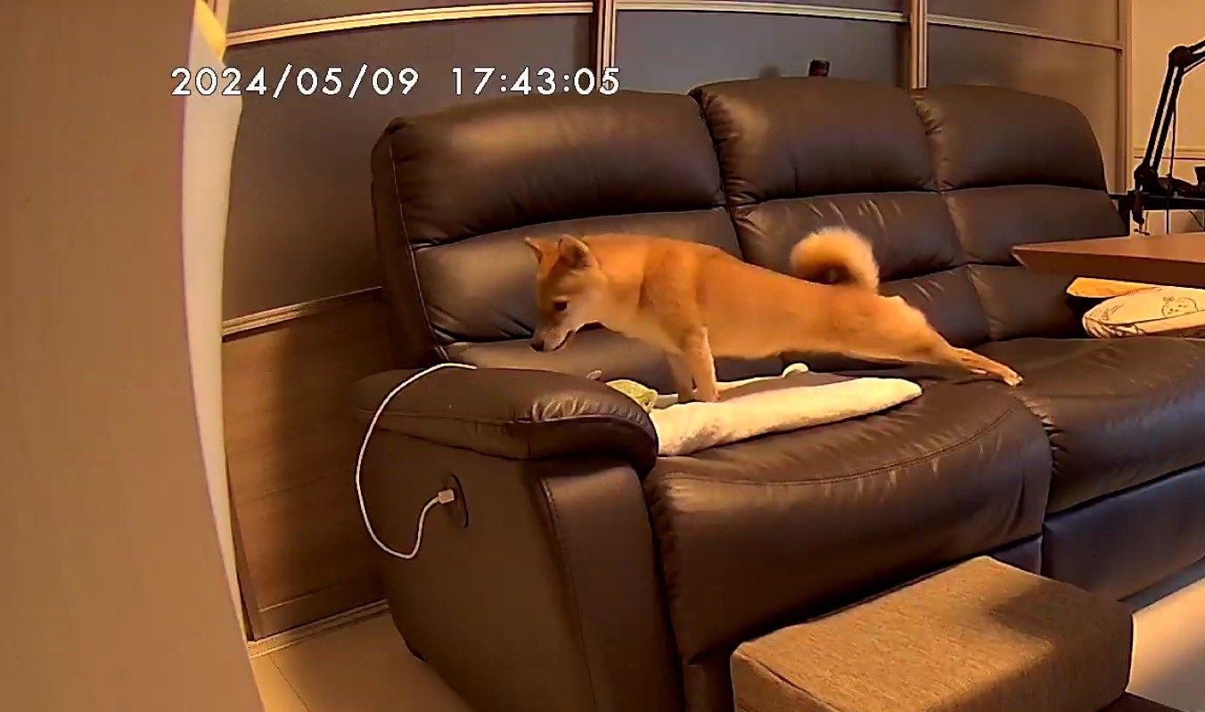 監視カメラが捕らえた、ソファに乗る柴犬。