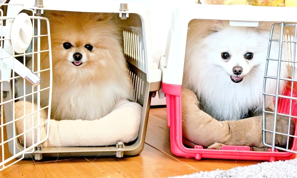 それぞれ自分のクレートに入ったぽぽちちゃん(左)とぱぴちちゃん(右)