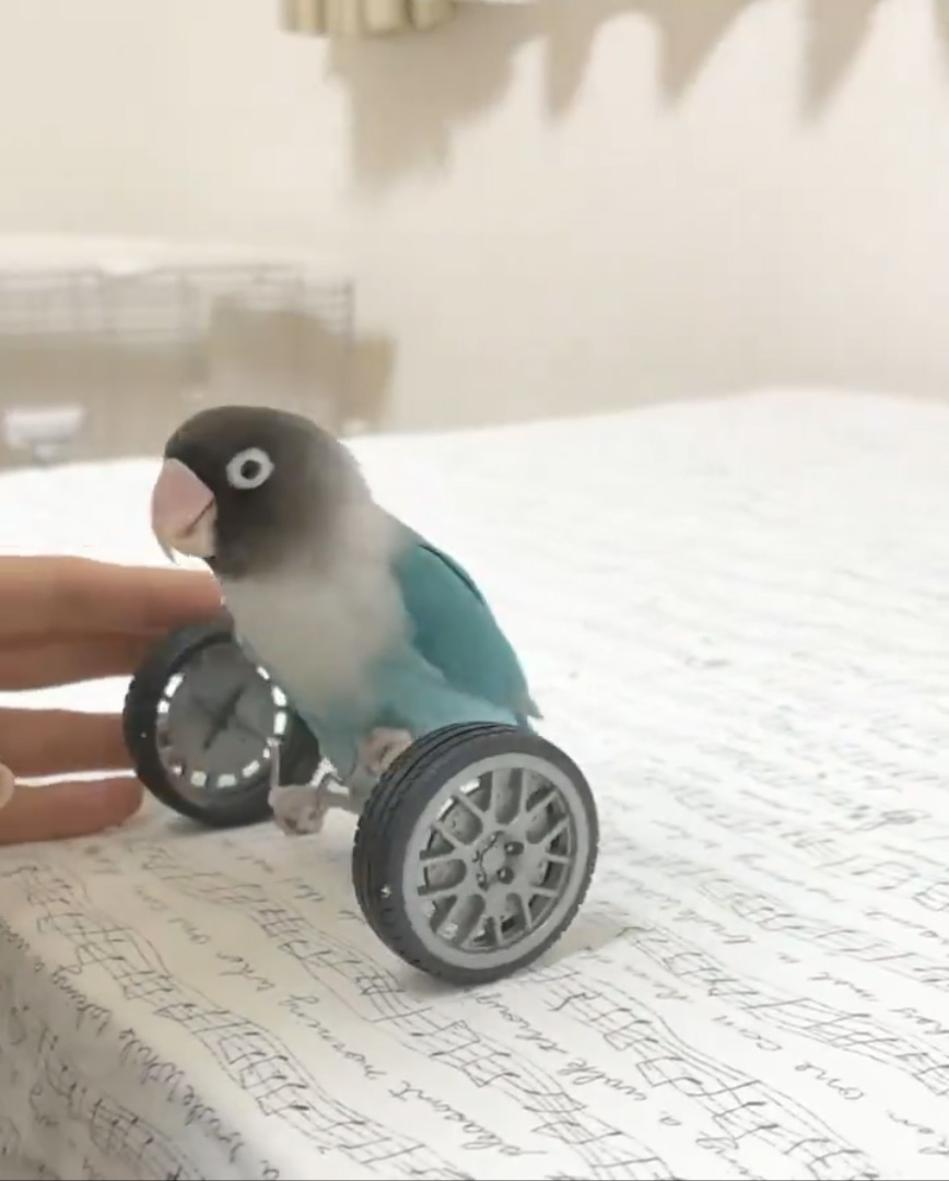 二輪車に乗り飼い主さんの元へやってきたボタンインコさん