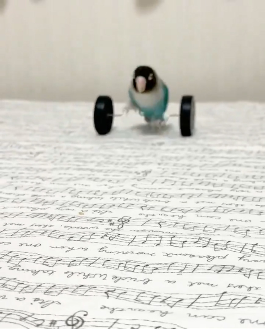 二輪車に乗りこむボタンインコさん