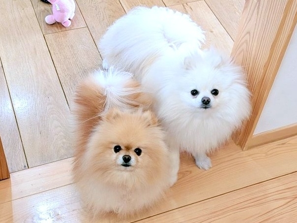 カメラを見上げるぽぽちちゃん(左)とぱぴちちゃん(右)