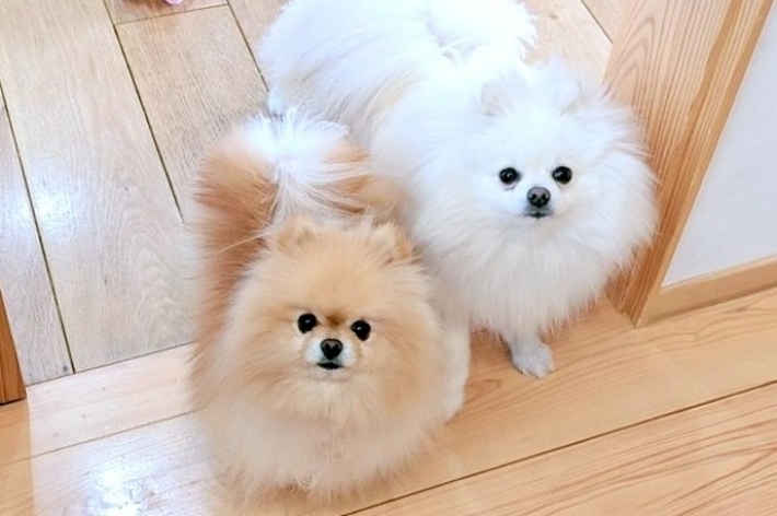 飼い主さんを見上げるぽぽちちゃん(左)とぱぴちちゃん(右)
