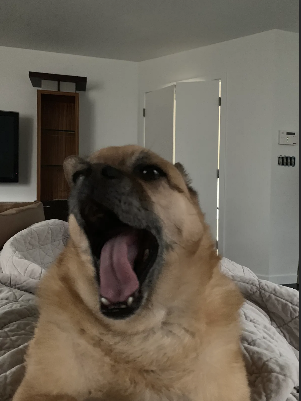 Dog with open mouth as though mid-vocalization, indoors, with a door in the background