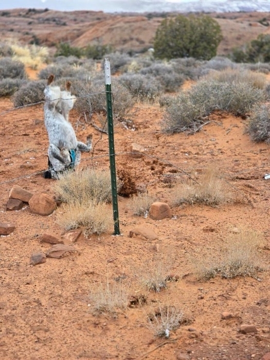 Kangaroo hanging on a road sign in a desert-like environment