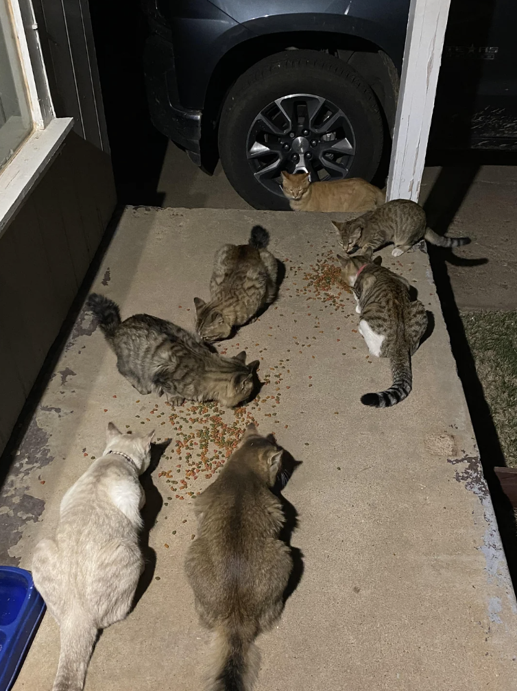 Five cats congregated on a doorstep, with a comment about their cuteness