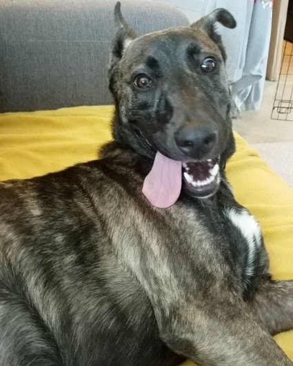 Belgian Malinois dog lying down, looking at camera with mouth open and tongue out, appearing happy