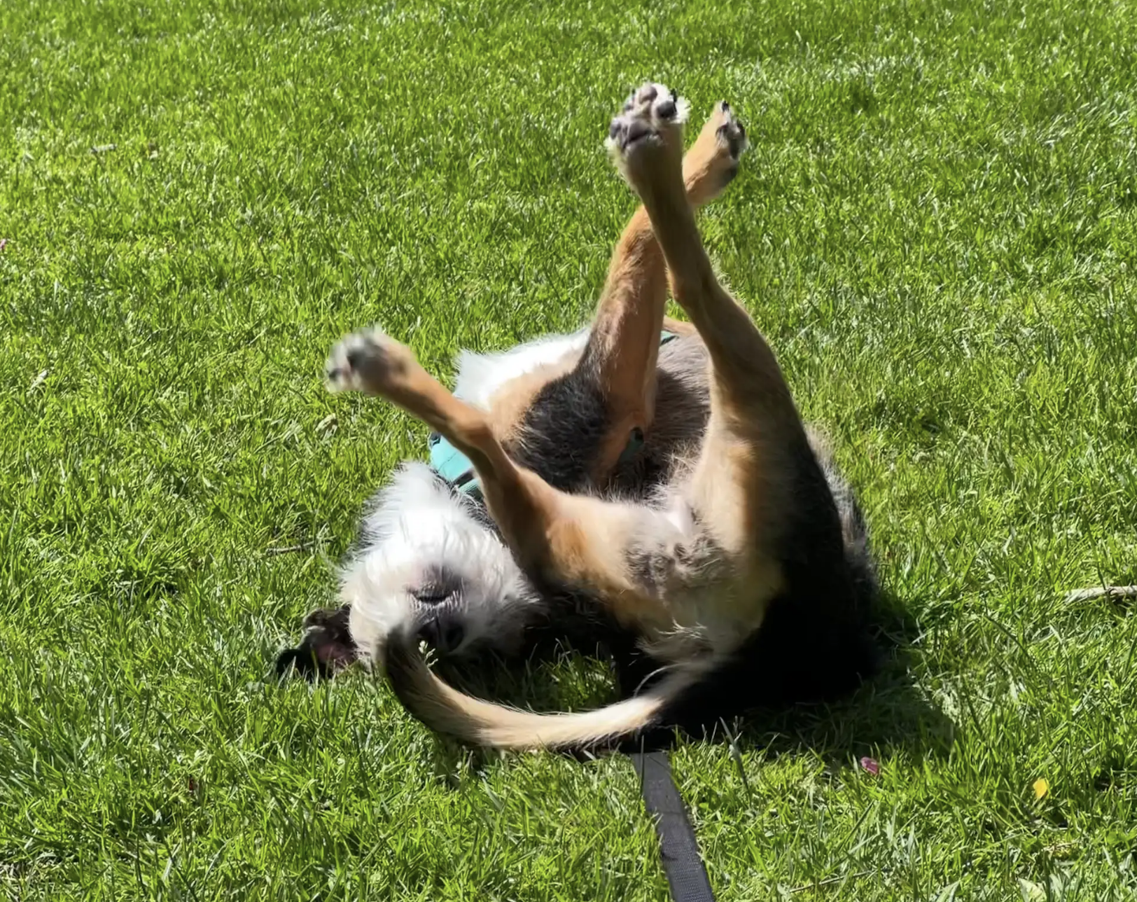 A dog lies on its back on the grass, legs up in the air, enjoying the sun