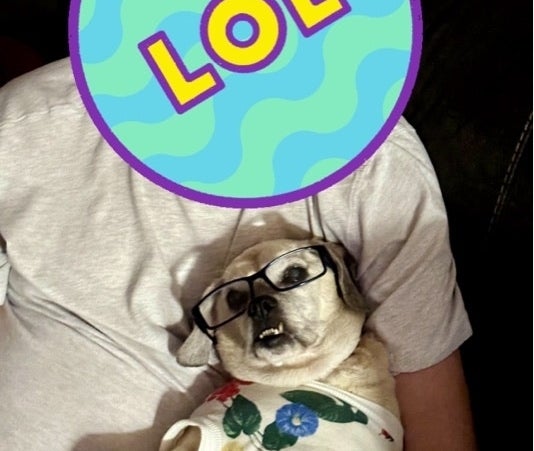 Dog in glasses and shirt with &quot;LOL&quot; text balloon above its head, held by an unseen person