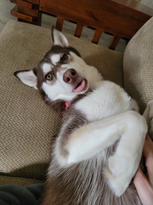 A Husky dog lying on its back, looking up at the camera with a playful expression, being petted by a person