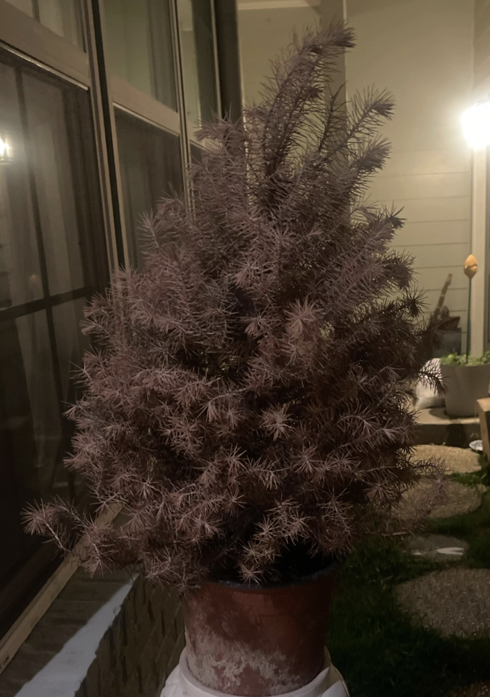Person looking at a large indoor plant where a Christmas tree once stood