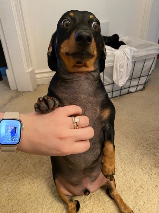 Person&#x27;s hand holding a standing dachshund&#x27;s paw, with a smartwatch visible on the wrist