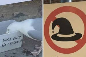 カモメが「犬専用」の水飲み場で水を飲んでいる。横には魔女の帽子が禁止されているサイン。