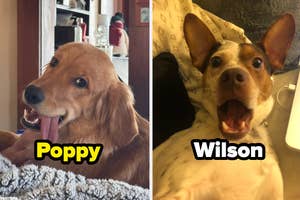 Two dogs, one named Poppy and one named Wilson, are shown with happy expressions