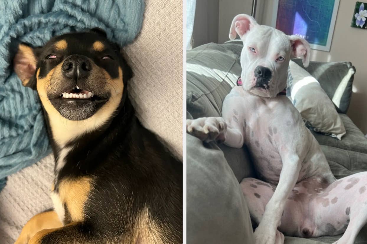 Two dogs relaxing indoors; one appears to be smiling with teeth visible, the other is comfortably lounging on a couch