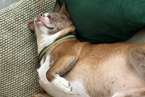 A small dog sleeps comfortably on a cushioned surface with a green pillow nearby