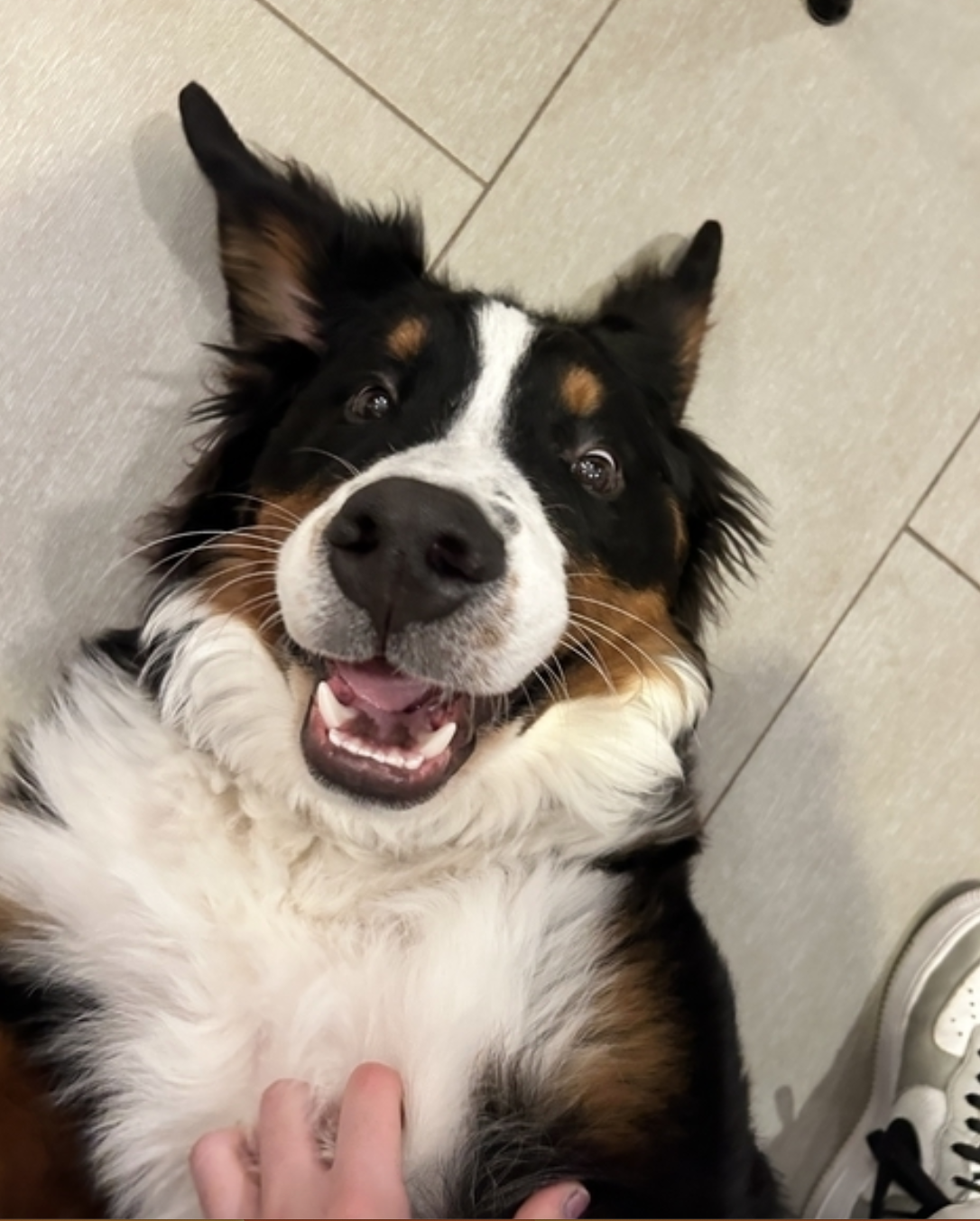 A happy Australian Shepherd lying on the floor being petted by a person