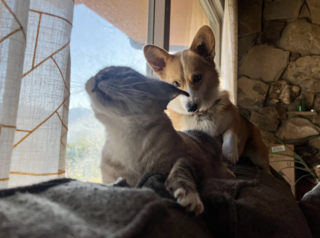 A Corgi dog and a grey cat lounging together by a window with sheer curtains, in a cozy, sunlit room