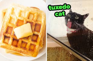 On the left, waffles topped with syrup and butter, and on the right, a cat licking water off a shower door labeled tuxedo cat