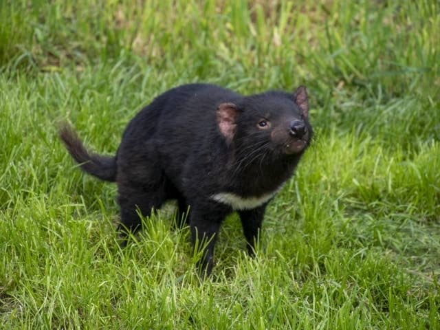 野生のタスマニアデビルが草地に立っている。