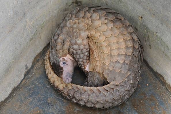 センザンコウが体を丸めている様子。