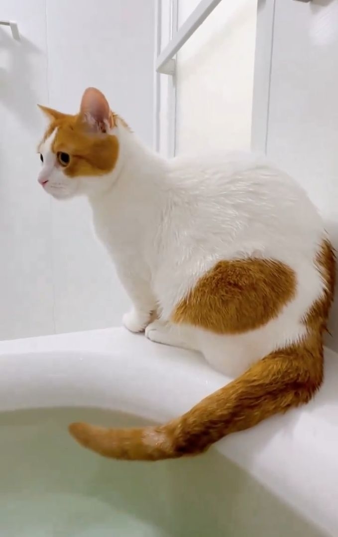 も&もちもなさんのXより 何か言いたげなもち丸君