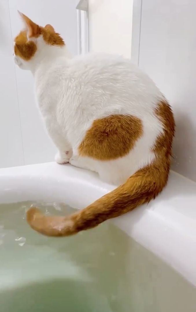 も&もちもなさんのXより 尻尾湯をたしなむもち丸くん