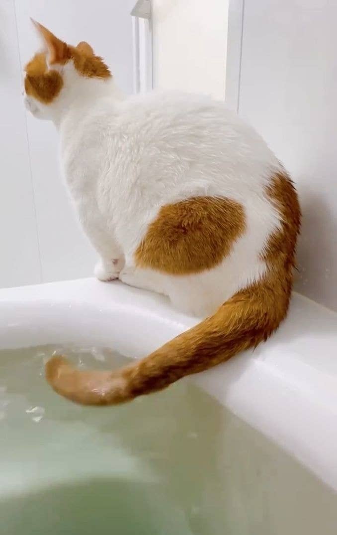 も&もちもなさんのXより 尻尾湯をたしなむもち丸くん