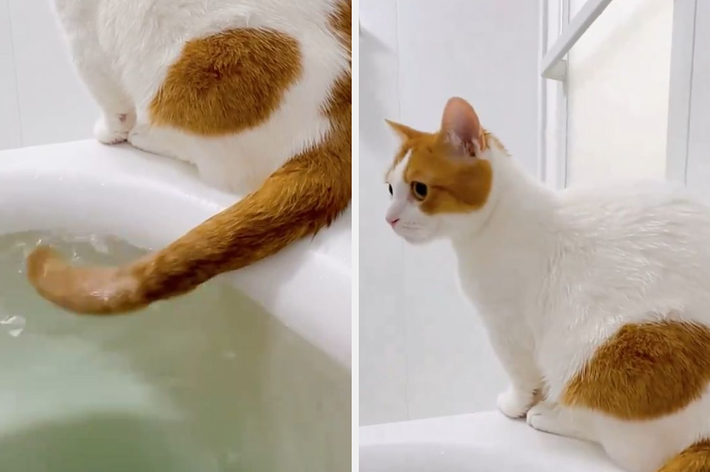 も&もちもなさんのXより 尻尾湯をたしなむもち丸君