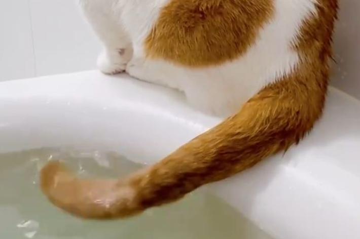 も&もちもなさんのXより 尻尾浴する猫ちゃん