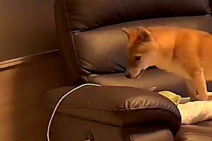 柴犬がソファの上に立って何かを注意深く見つめています。