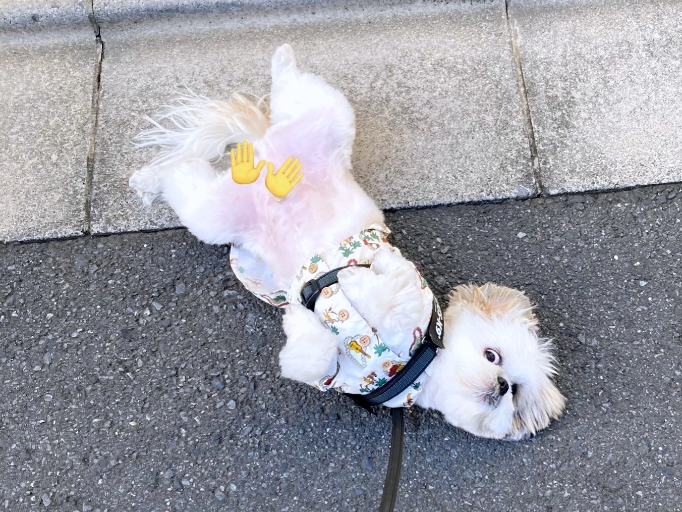 道端で仰向けになって寝そべるほまれくん