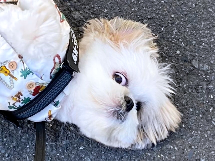 飼い主さんをじっと見つめるほまれくん