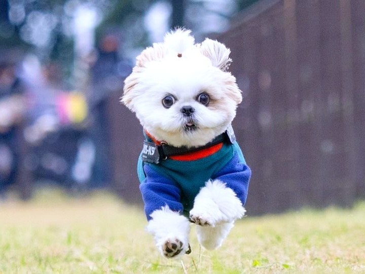 洋服を着て走るほまれくん