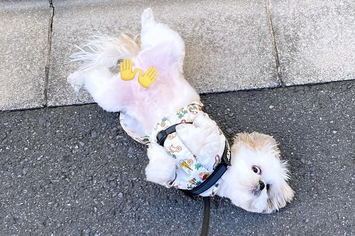 道路で寝そべって散歩拒否するほまれくん