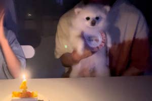 人がケーキのそばで小型の白い犬を抱いており、ケーキには数字の4の形をしたキャンドルが灯されています。