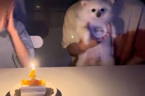 人と犬が誕生日ケーキの前で、ろうそくの光があります。犬は胸にリボンを付けています。