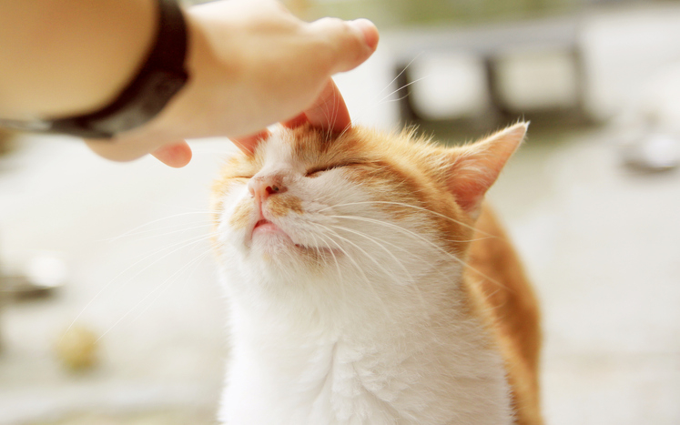 Person&#x27;s hand is petting a content orange and white cat&#x27;s head