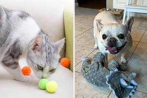 A cat with a toy ball on a sofa and a dog with a stuffed animal indoors
